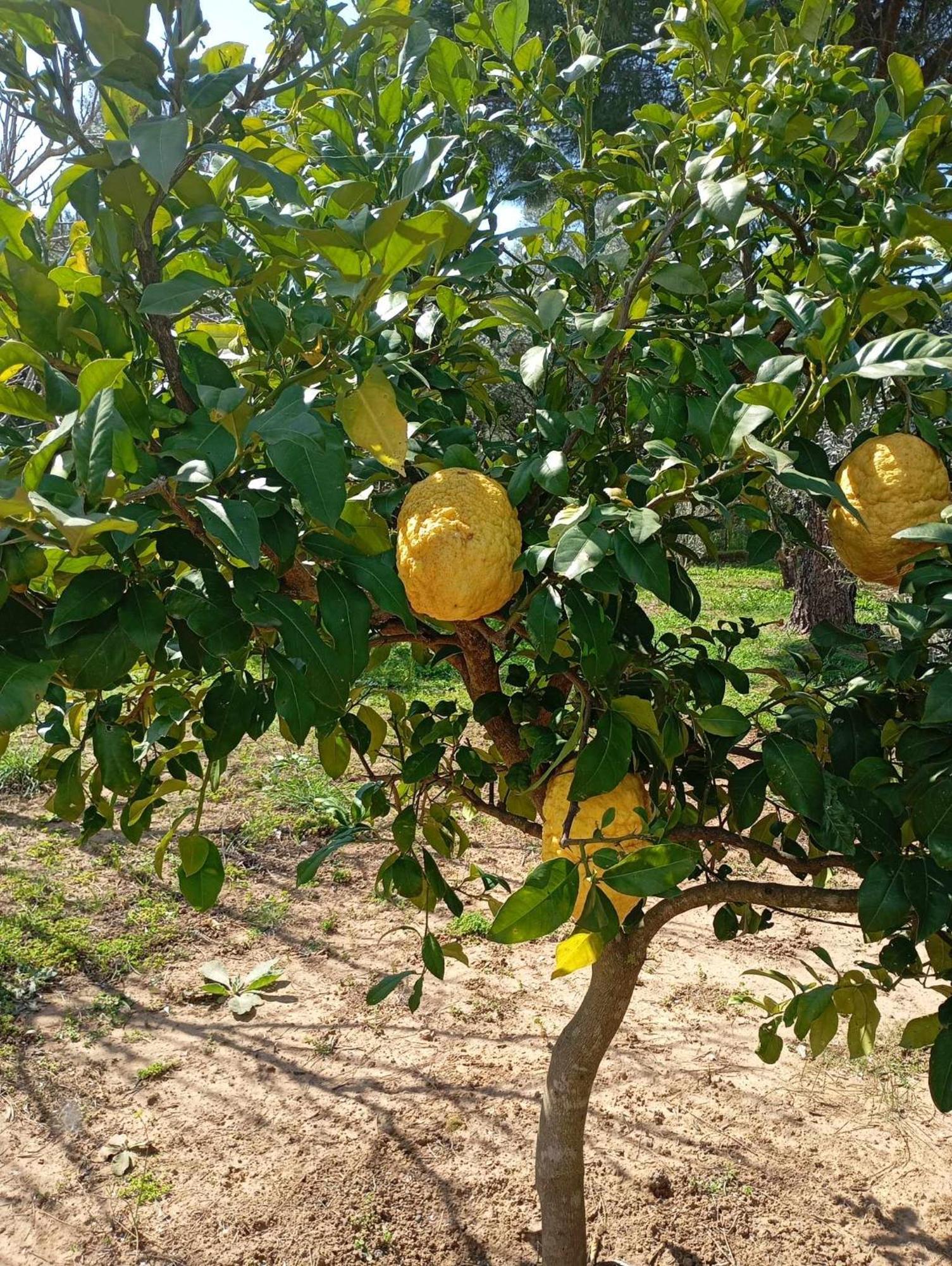 نافبليو Ktima Anastasia المظهر الخارجي الصورة